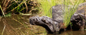 Water & Sustainability