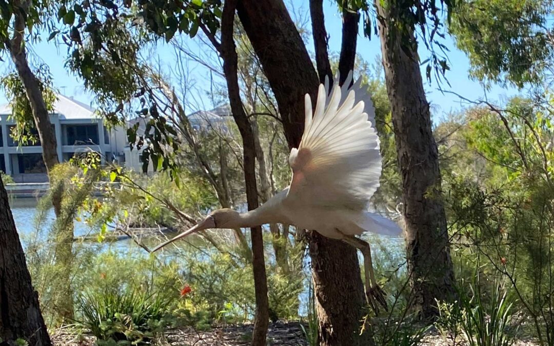 Maylands Lakes Environmental Restoration Masterplan